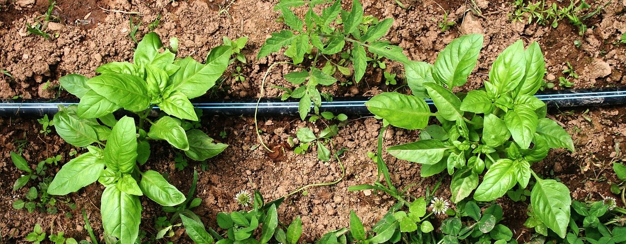 Comment traiter le basilic ?