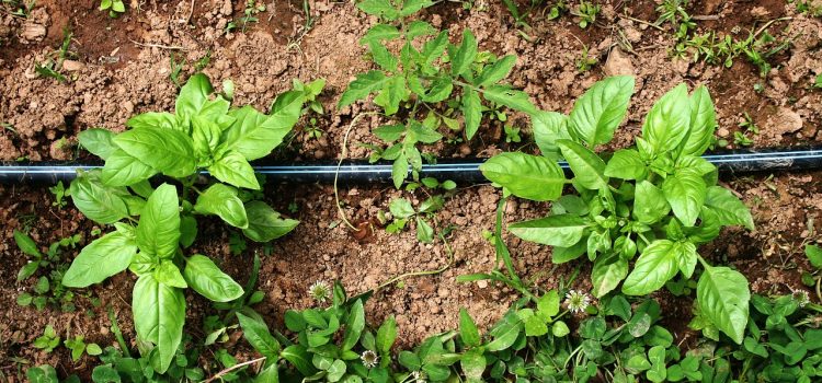 Comment traiter le basilic ?