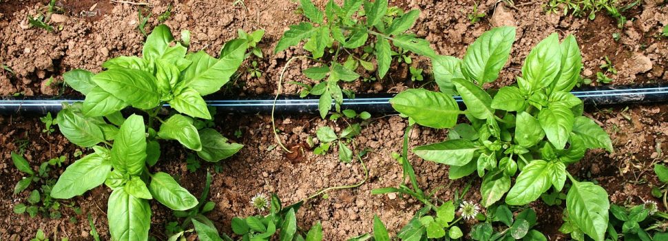 Comment traiter le basilic ?