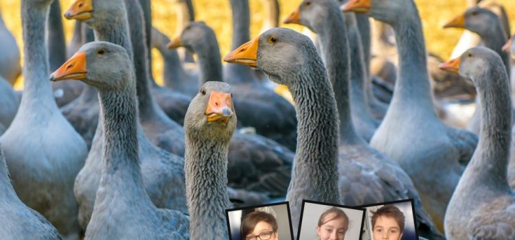Comment traiter la grippe aviaire ?