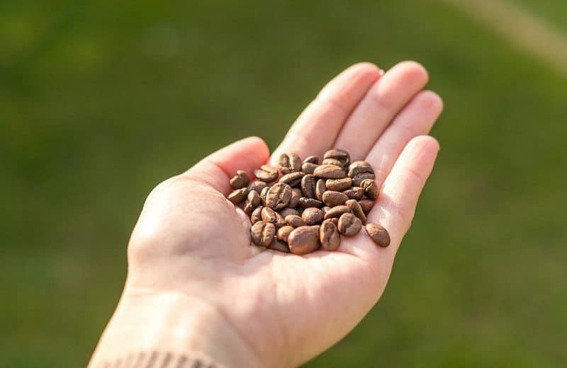 Qu’est ce qui explique l’engouement pour les bons cafés en grain ?