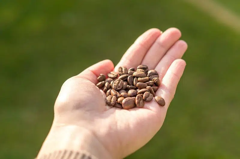 Qu’est ce qui explique l’engouement pour les bons cafés en grain ?