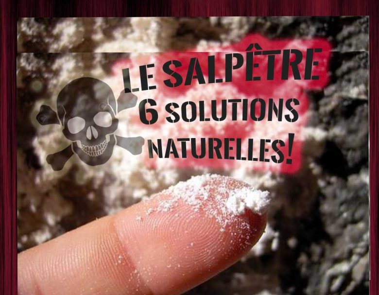 triops-les-petits-crustac-s-d-eau-douce-bretagne-info