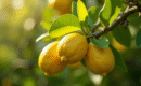 Causes et solutions pour le jaunissement des feuilles du citronnier