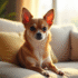 Chihuahua assis sur un canapé dans un salon lumineux