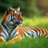 Tigre majestueux reposant dans l'herbe verte en plein jour